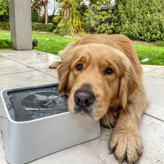 ZeroWet Pet Drinking Station